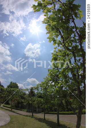 Tuning trees and shining sun (vertical) Tuning trees and shining sun (vertical) 1419889