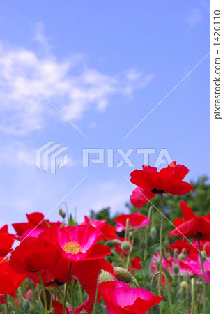 Poppy 1420110