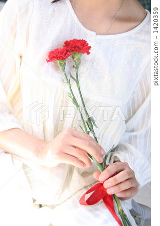carnation, carnations, female 1420359