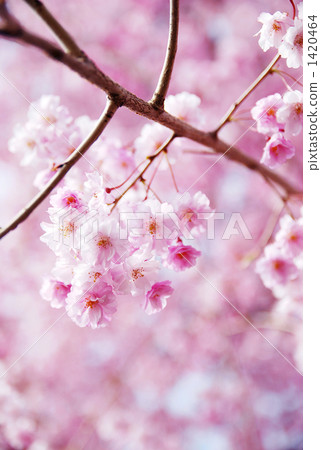 Yao Kurenai branch cherry blossoms and branches 2 1420464