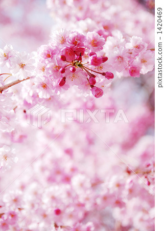 Yao Kureno Buddy Sakura Bud Yao Kureno Buddy Sakura Bud 1420469