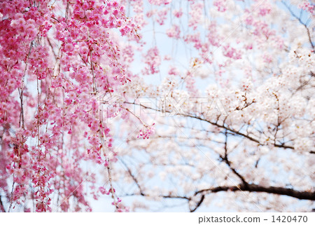 Yao Kurenai分支櫻花和吉野櫻花樹 1420470