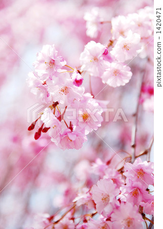 姚庫雷奈枝櫻花有點上升2 姚庫雷奈枝櫻花有點上升2 1420471