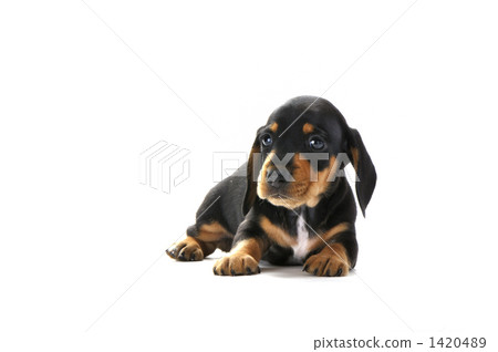 Smooth Ducks that lie down Smooth Ducks that lie down 1420489