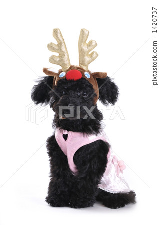 馴鹿貴賓犬 1420737
