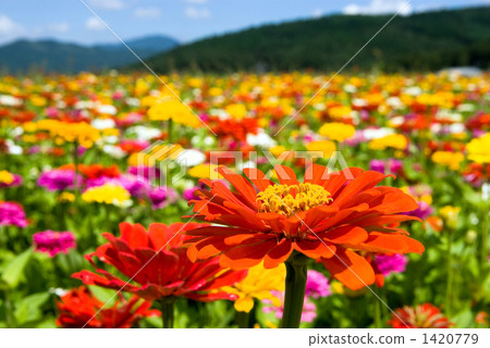  Besshi草花園 1420779