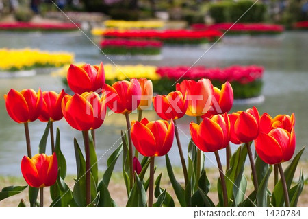 Tulip 1420784