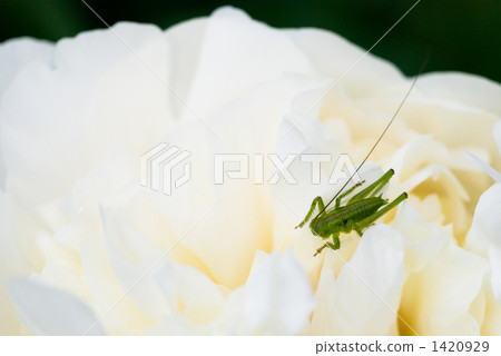 Flower of peony root and larva of Japanese black pepper 1420929