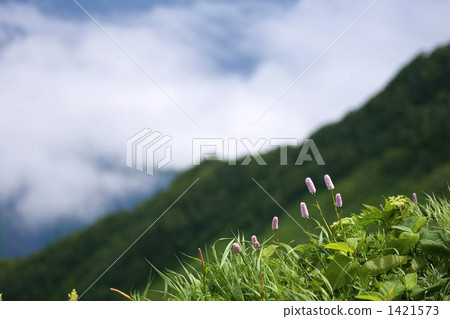 Ibuki Tranoio在利尻富士峰頂附近開花 1421573