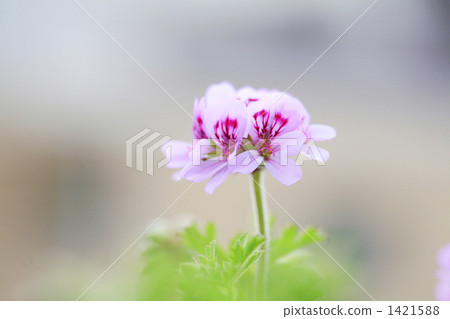 Pretty rose geranium Pretty rose geranium 1421588