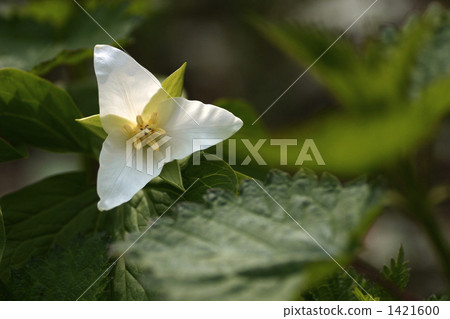 Ooba納米enlay在春天開花 1421600