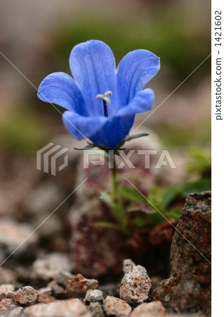 利尻富士的Iwakigyo 1421602