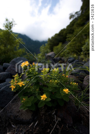 利尻島的廣島男性雪 1421616