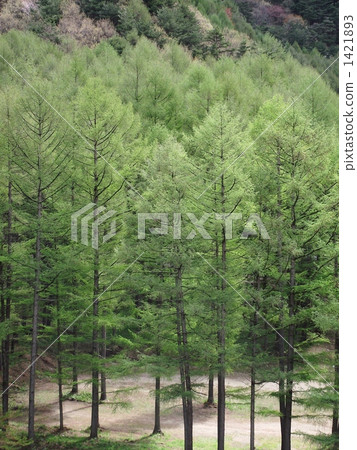 福島和Tabanbadai的落葉松林 福島和Tabanbadai的落葉松林 1421893