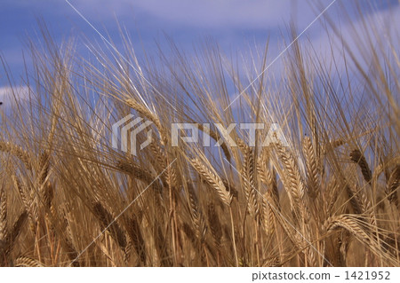 Wheat field Wheat field 1421952