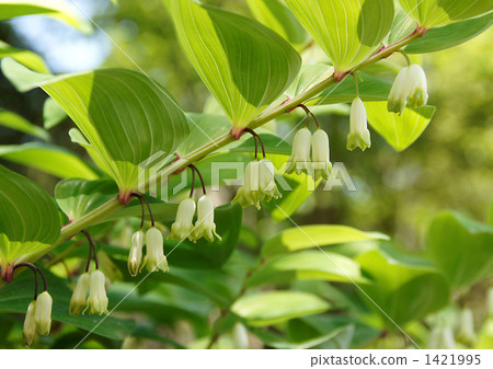 Solomon's-seal flower 1421995