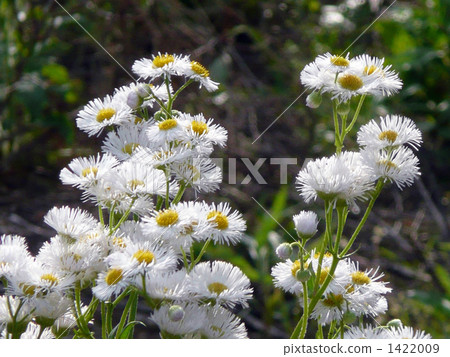 Haruzion (Haru Shion) 1422009