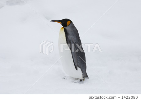 烏鴉企鵝 1422080