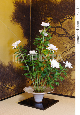 To live white chrysanthemum 1422180