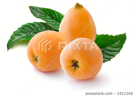 Loquat 1422268