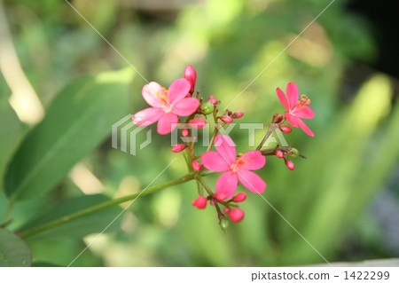 Nanoye Zakura花 Nanoye Zakura花 1422299