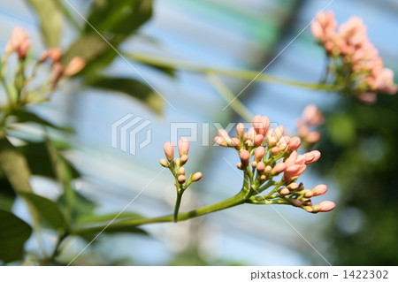 Nanoye zakura芽 Nanoye zakura芽 1422302