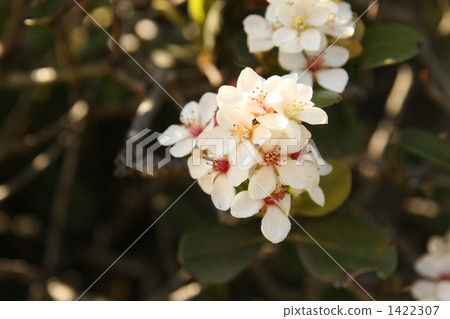 Marubasharinbai 1422307