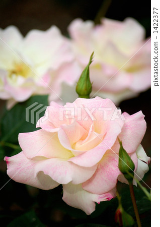 玫瑰品種，瑪蒂爾達 1422377