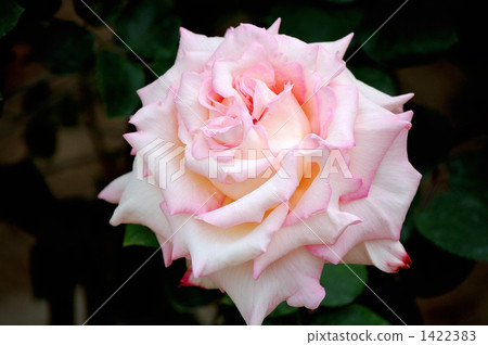 Rose varieties, Kiyonadono, full bloom Rose varieties, Kiyonadono, full bloom 1422383