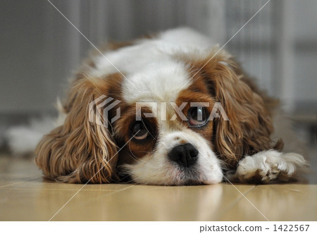 Cavalier dog 1422567