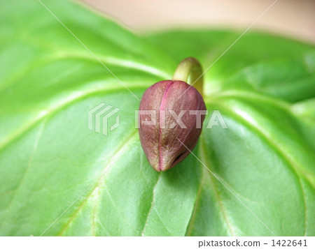 Trillium bud 1422641