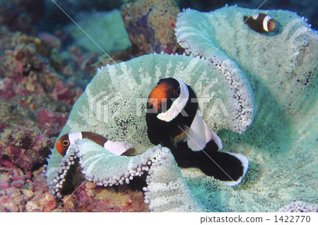 Touaka Anemonefish on the island of Koh Tao Touaka Anemonefish on the island of Koh Tao 1422770