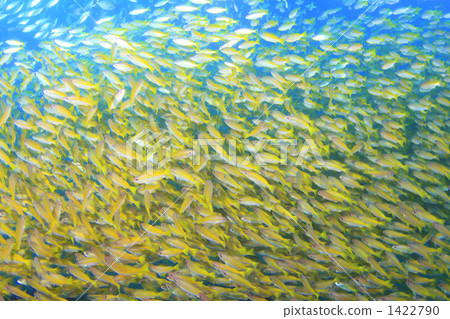 Nature image Fish school rich sea 1422790
