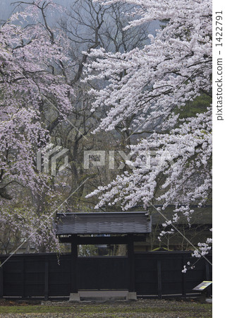Branched cherry blossoms of Akita Kakunodate Branched cherry blossoms of Akita Kakunodate 1422791