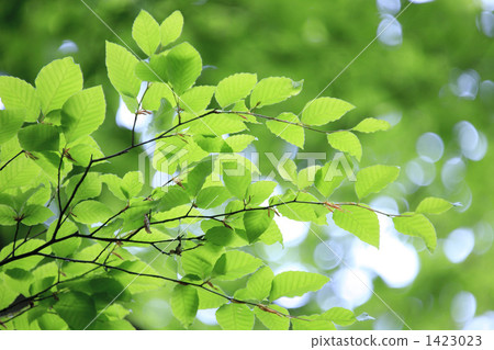 Fresh green beech leaves Fresh green beech leaves 1423023