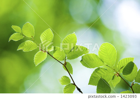 Fresh green beech leaves 1423093