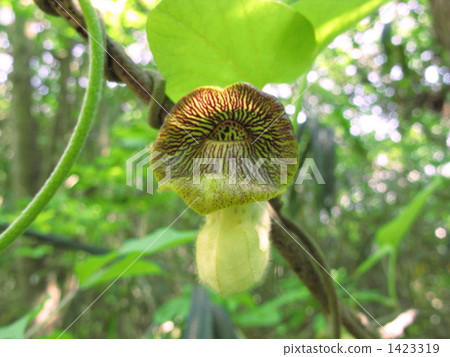 奇怪的花朵 1423319