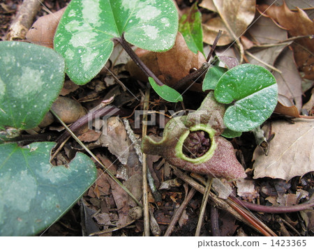 有天賦的蝴蝶草 1423365