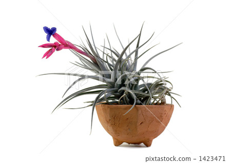 Air plants flowers with white background Air plants flowers with white background 1423471