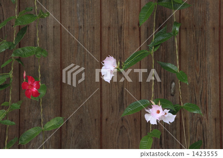 盛開在屋簷下的一朵花 1423555