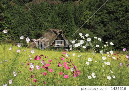 Shirakawago in autumn 1423616