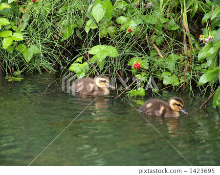 The chick of the gulls The chick of the gulls 1423695