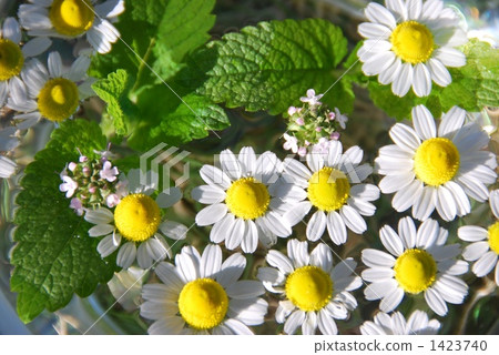 Herb flowers 1423740