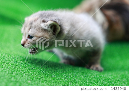 小貓的圖片第6部分 1423940