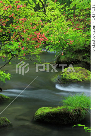 Oirase stream of fresh green Oirase stream of fresh green 1424132