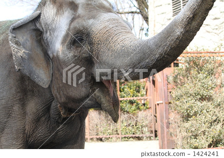 Zoo elephant 1424241