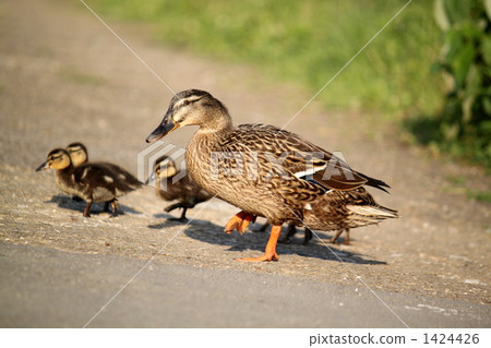 duck, child, kid 1424426