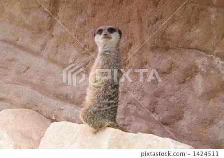 Meerkat at London Zoo Meerkat at London Zoo 1424511