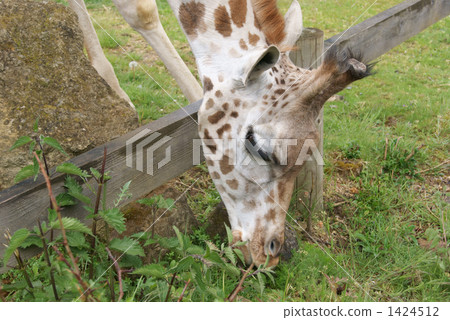 A giraffe giraffe 1424512