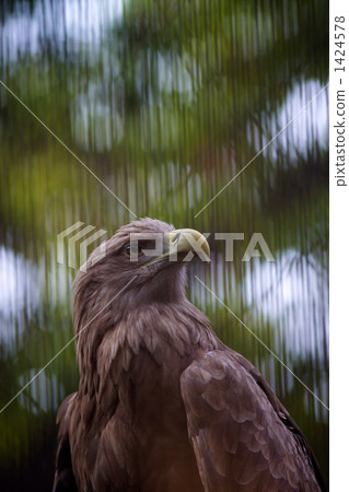 White-tailed eagle 1424578